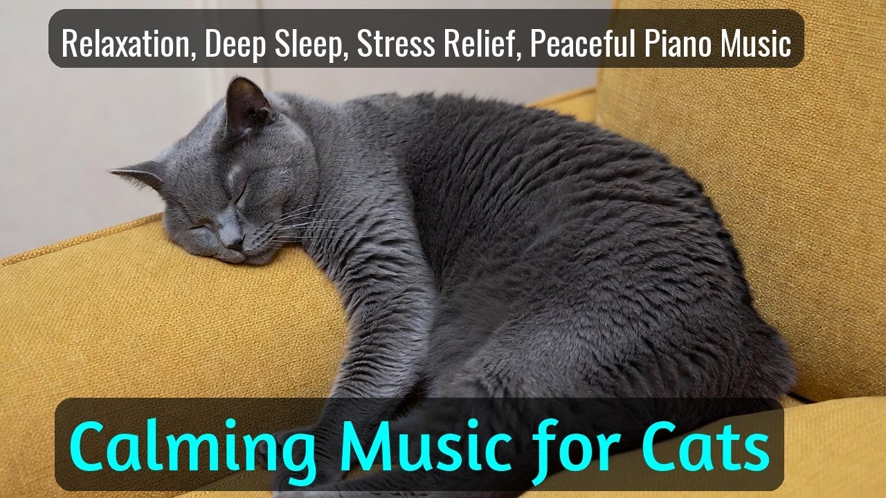 LIVE Calm Sleeping Kitten for Deep Sleep 💤 | Season 45