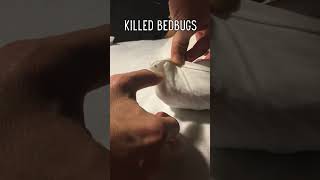 Bed Bug Bites at Night Finally Stopped  My Honest Green Bean Buddy Experience