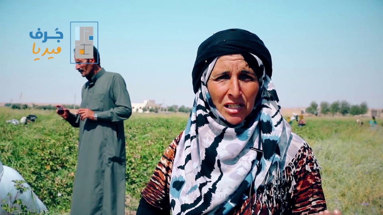 موسم جني القطن في ريف ديرالزور