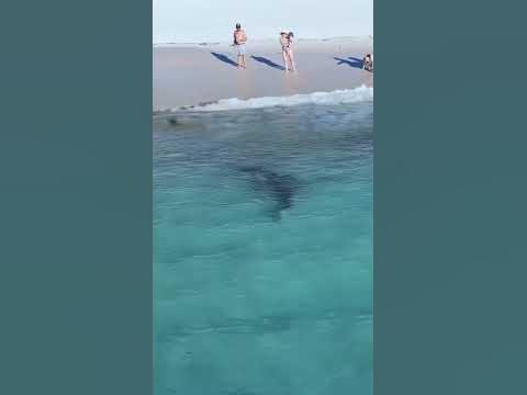 Sharks in Perth Australia 😱 - YouTube