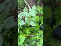 Esse método vai triplicar a minha produção de batatas #batata #plantação #fertilizantes