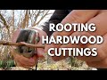 How to Root Plants from Hardwood Cuttings in the Winter (Viburnum, Crape Myrtle, Plum, and Peach)