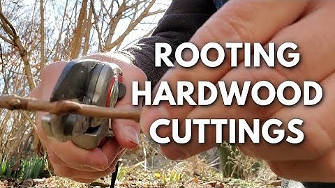 How to Root Plants from Hardwood Cuttings in the Winter (Viburnum, Crape Myrtle, Plum, and Peach)