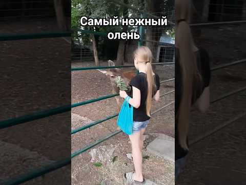 Её мечта сбылась: покормила оленя! #Олень #КормлениеЖивотных #Природа #Животные #Зоопарк #Милота