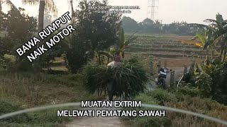 NGARIT!! MOTOR BAWA RUMPUT EKSTRIM MELEWATI SAWAH ||