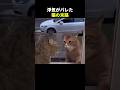 浮気がバレた猫の末路