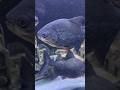 Pacu fish🐠| #pacufish #redpacufish #pacufishtank #pacufishcare #pacufishdiet #pacufishfood #shorts