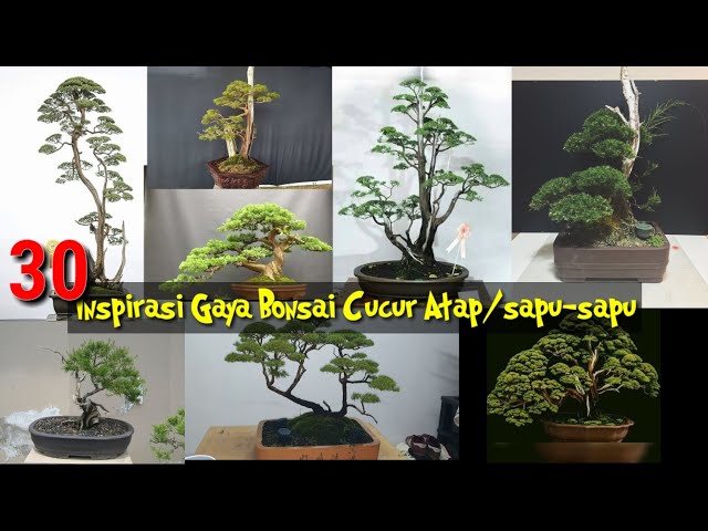 INSPIRASI GAYA BONSAI CUCUR ATAP/SAPU-SAPU (Baeckea frutescens) class=