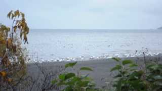 Oie des neiges/Snow goose à St-Vallier, Qc le 22-10-2013