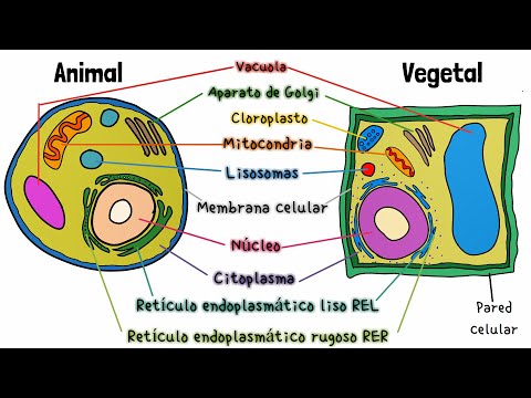 Video: ¿Tienen las células animales una membrana celular?