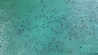 Hundreds of blacktip sharks spotted swimming near Florida beach