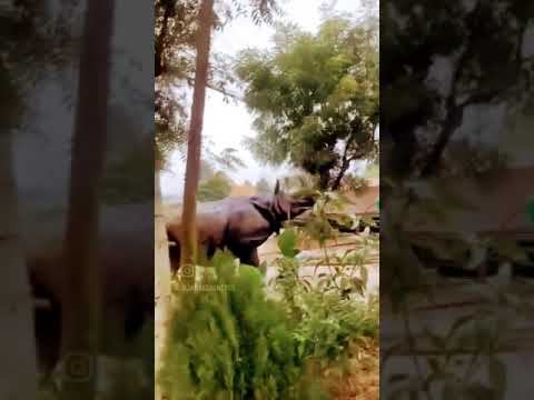 Wild Rhino Spotted In An Indian Village Funny India Instagram Crazy Wildlife Scary