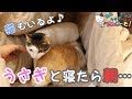 うさぎと一緒に寝たら朝凄いことになってた!猫もいるよ♪ - After sleeping with a rabbit...