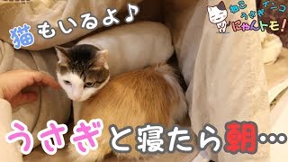 うさぎと一緒に寝たら朝凄いことになってた猫もいるよ♪  After sleeping with a rabbit...