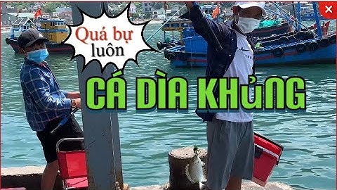 Câu Cá Dìa | Câu Cá Giải Trí Trúng Mánh Cá Khủng Trên Cảng Biển Đại Lãnh