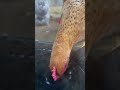 Our chicken goes Kung Fu