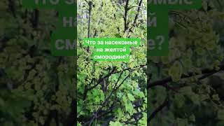 Кто знает?Они вредны? #shorts