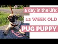 A DAY IN THE LIFE OF A 12 WEEK OLD PUG PUPPY | The exciting life of Tucker the Pug!