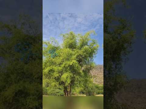 مجنى النحل من مناحل ربوع اليمن حينما تجتمع الجودة والامتياز والإ مناحل