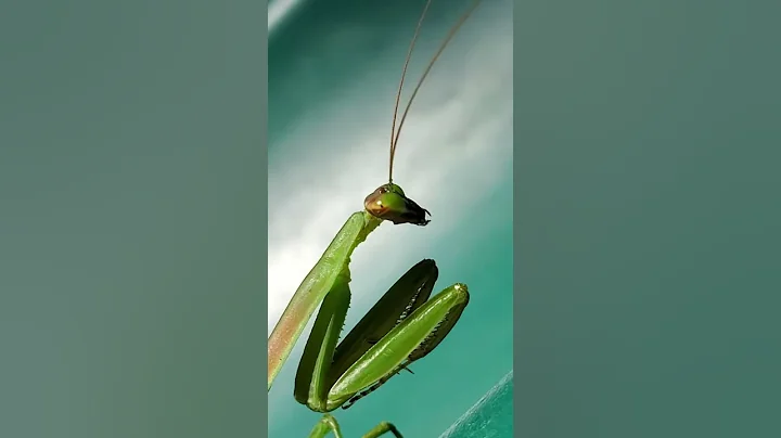 Up Close and Personal with a Mantis #shorts - DayDayNews