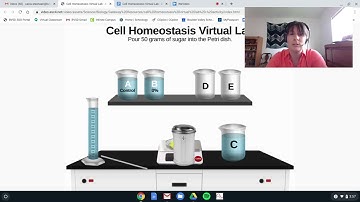 Cell homeostasis virtual lab