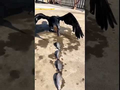 Video: Adakah kormoran jambul dua makan ikan?