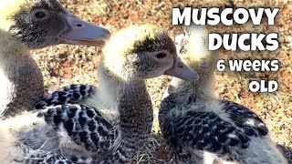 The Ducks Are Loose! Muscovy Ducks Are 6 Weeks Old.