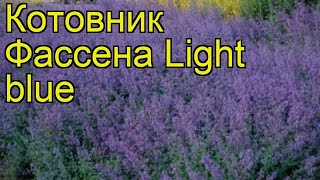 Котовник фассена Светло Синий. Краткий обзор, описание характеристик, где купить саженцы Котовник фассена Светло Синий. Краткий обзор, описание характеристик, где купить саженцы