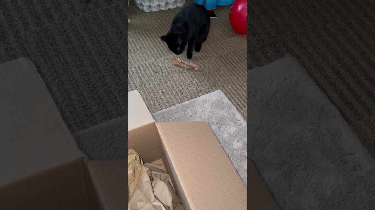 Beautiful black cute cat taking plastic from cardboard as she doesn't like them mixed.