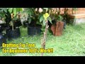 Easy Grafting Figs Tree For Beginner 100% Work