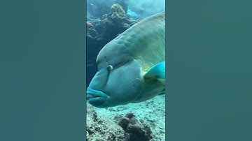 Lucu | ikan napoleon yang terbilang langka #shorts #trending #youtubeshorts #status #lucu #viral