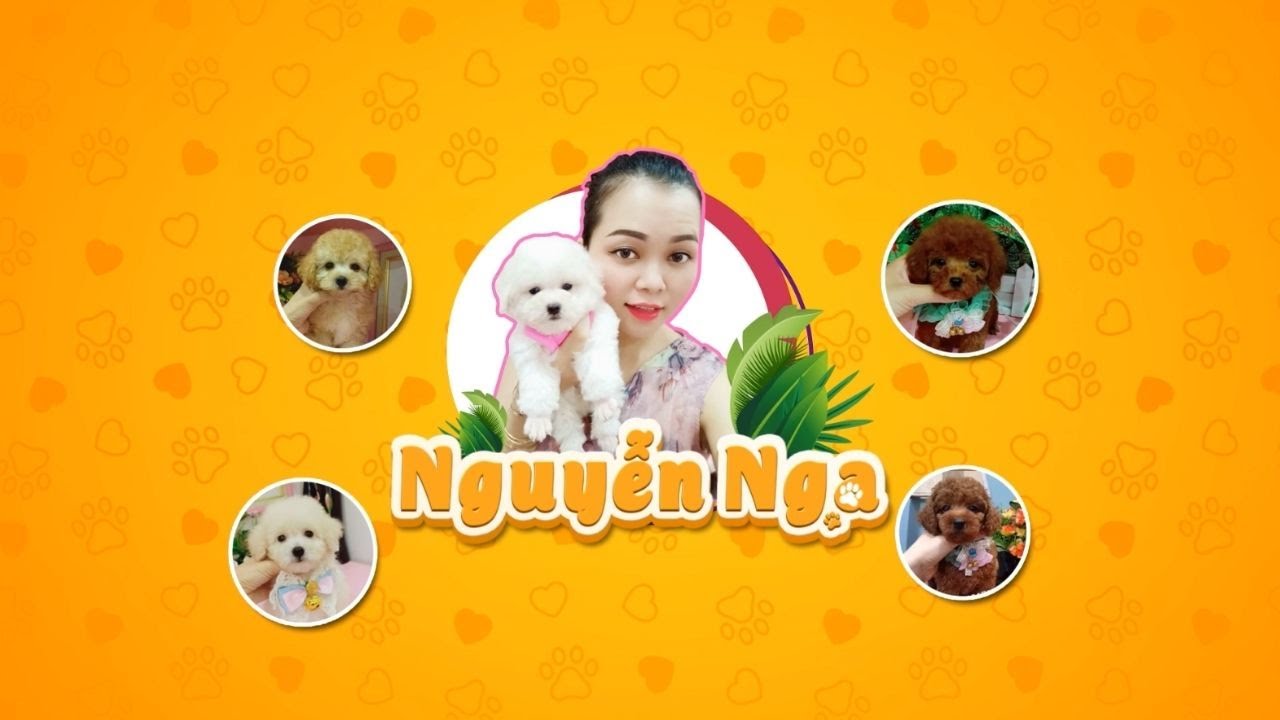 Những bé Chó Poodle Xinh xắn. - youtube