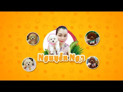 Video Những bé Chó Poodle Xinh xắn. - youtube