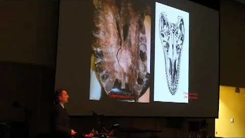 The Life and Times of Tyrannosaurus rex, with Dr. Thomas Holtz