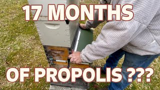 Propolis Test! We Didn't Touch This Hive For 17 Months...