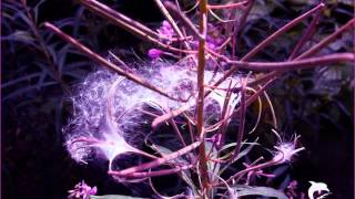 Dark Whisper - Acoustic Lyserg 173