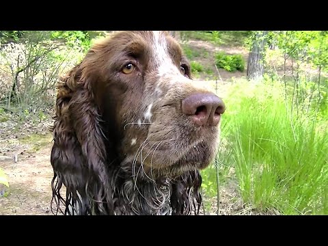 Wideo: Pies Myśliwski Wraca Do Zdrowia Po Spożyciu Drewnianego Szpikulca