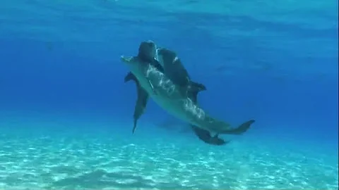 dolphins threesome sex,  дельфины секс втроем