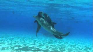 dolphins threesome sex, дельфины секс втроем dolphins threesome sex, дельфины секс втроем