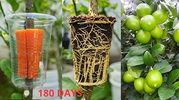 MIRACLE TECHNIQUE of grafting lemon trees with carrots