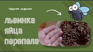 Львинка, яйца, перепела