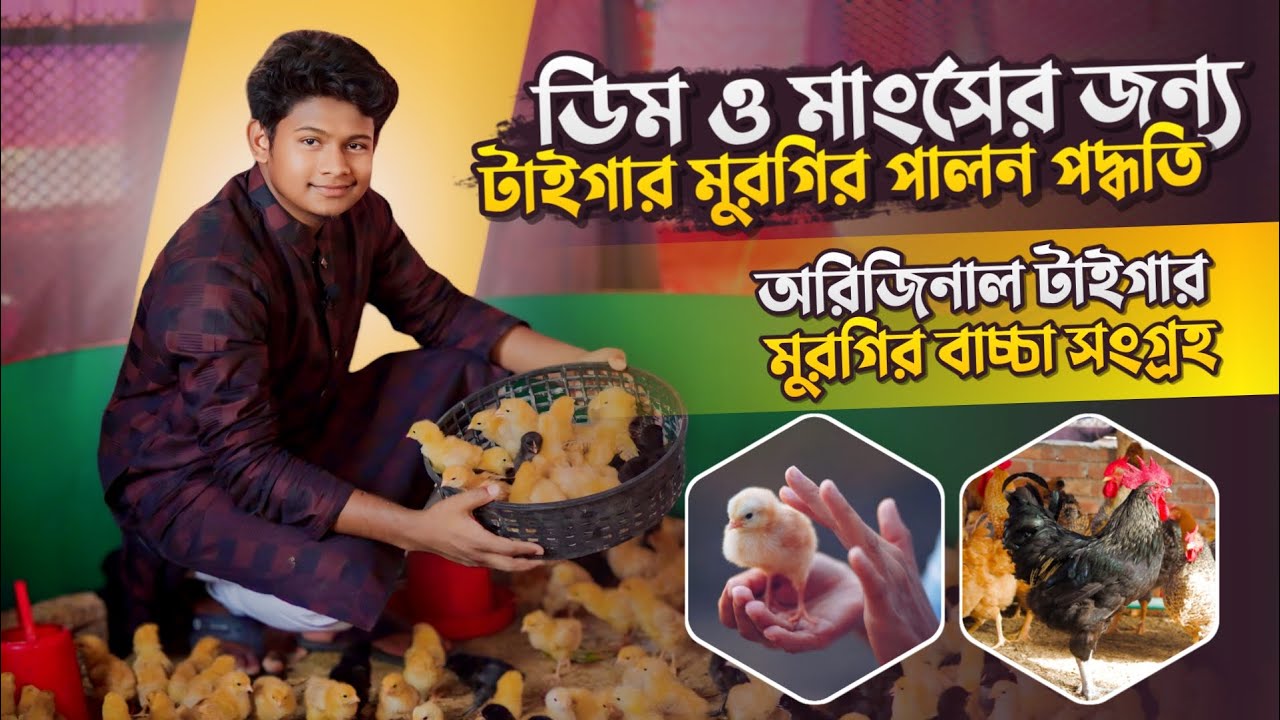 টাইগার মুরগির বাচ্চা পালন পদ্ধতি | টাইগার মুরগির বাচ্চা | Tiger murgir bacca