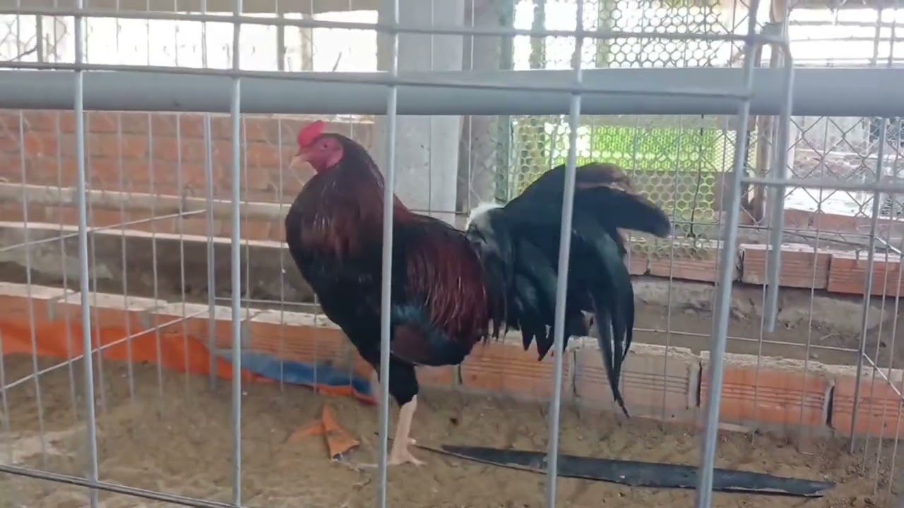 Gà lỗi thanh lý 1tr đến 1tr8 0357875675