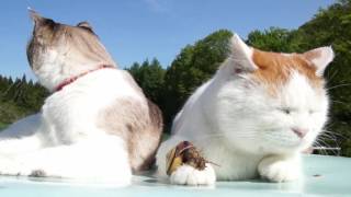 のせ猫 のせ猫 x キャベツ帽子 Cabbage and cat 170727 - YouTube