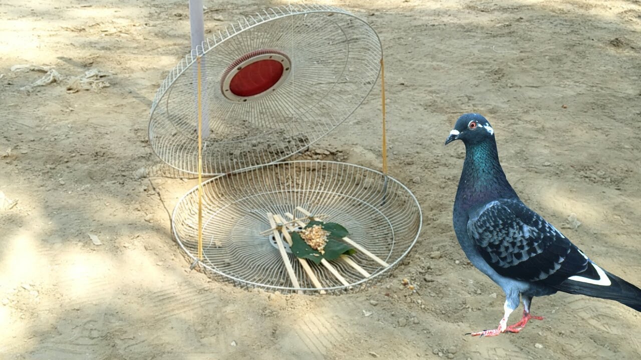 Building Most Beautiful House Bird Trap Using Electric Fan Cover - How to Catch Pigeons