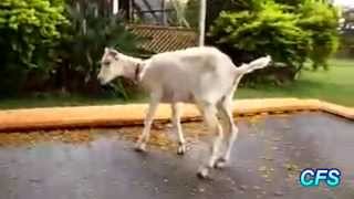 Goats on Trampolines