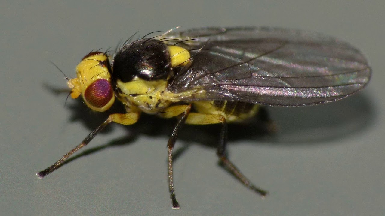 [Wikipedia] Agromyza parvicornis