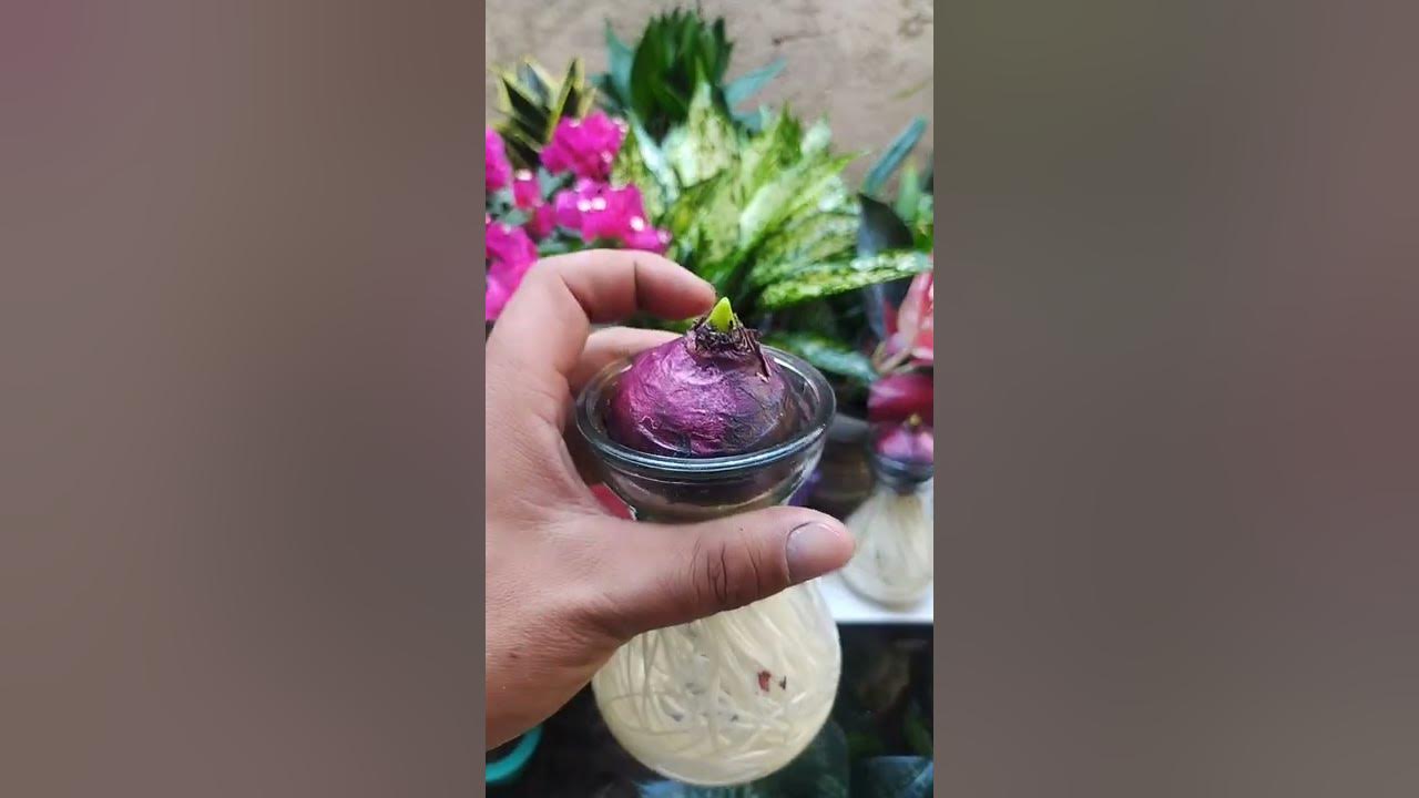 Thinking how to get more flowers on Hibiscus Techniques growing aquatic