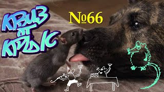 видео: КВИЗ от КРЫС эпизод 66 QUIZ ot KRYS ep #66 картинка: КВИЗ от КРЫС эпизод 66 QUIZ ot KRYS ep #66