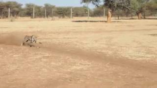 Cheetah Sprint @ CCF Namibia